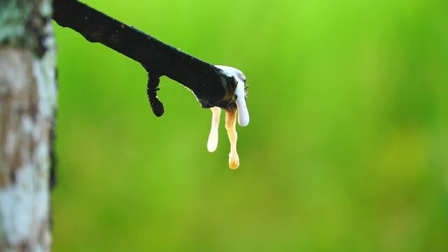 Latex tree,rubber latex is dropping to rubber container or bowl from rubber tree 