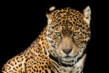 Jaguar with a black background - obrazy, fototapety, plakaty