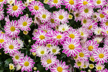 Fototapeta premium Bush of white magenta chrysanthemum blossom, top view. Bright two-tone bouquet of fresh natural blooming chrysanthemums, backdrop background