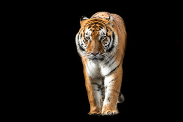 Obraz premium Tiger with a black background