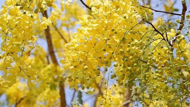 Golden shower tree (Cassia fistula) is Blooming on tree with Blue sky and Sunlight