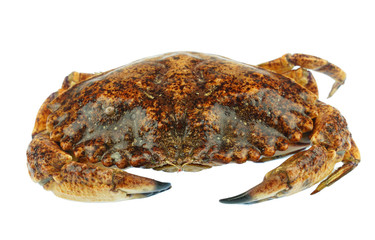 live crab isolated on white background