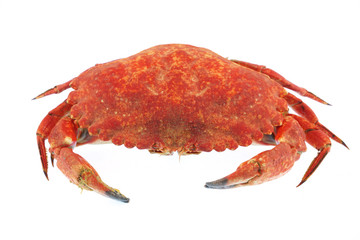single steamed crab isolated on white background