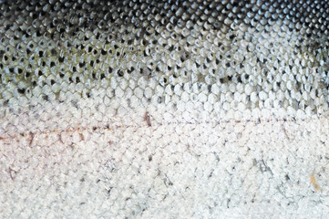 fresh fish scale as background © nd700