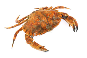 live crab isolated on white background