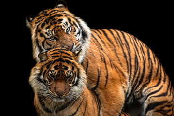Fototapeta na wymiar Tiger with a black background