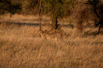 Cheetah in Serengeti National Park, Tanzania