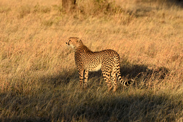 Cheetah in Serengeti National Park, Tanzania