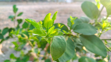 Close up shot of natural green leaves.