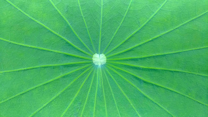 Close-up of the lotus leaf as a background.