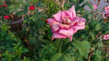 Pink roses wilting on the tree in nature.