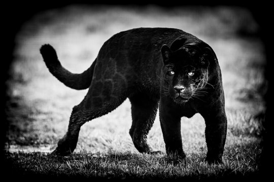 Black jaguar with a black background