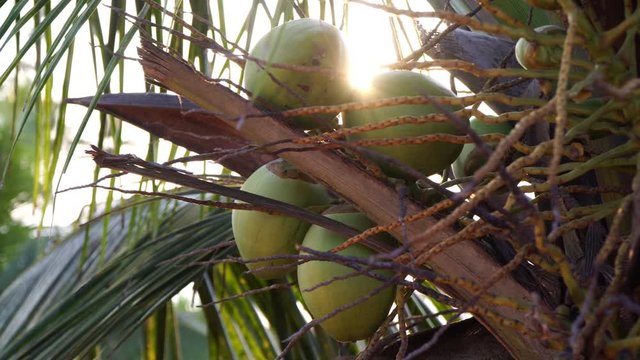 Tropical palm tree with green coconuts on a background of rays of the sun. Tropical background, coconut tree