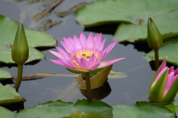 Pink lotus blossoms blooming with reflections in the pond