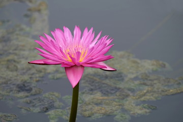 Pink lotus blossoms blooming with reflections in the pond
