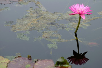 Pink lotus blossoms blooming with reflections in the pond