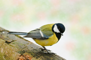 Great tit sits on an old stump. Forest bird Parus major.