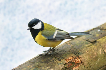 Great tit sits on an old stump. Forest bird Parus major.