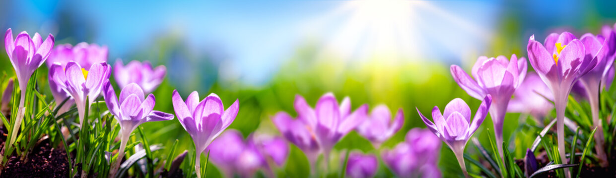Fototapeta Crocus Spring Flowers