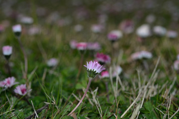 Fototapeta premium Close-up of daisy lower on background of green grass and flowerbed
