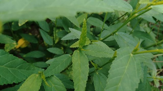 Sida rhombifolia (arrowleaf sida, Malva rhombifolia, rhombus-leaved sida, Paddy's lucerne, jelly leaf, Cuban jute, Queensland-hemp, Indian hemp) in the nature background. Also use as herbal medicine.