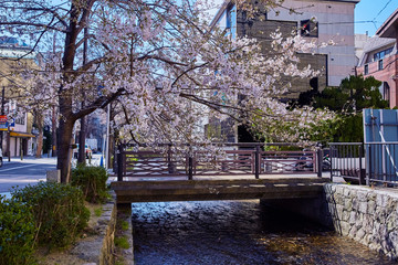 桜のある風景