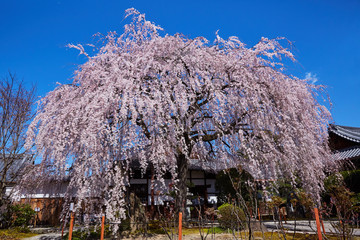 桜６