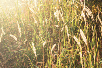 Field of grass during sunset