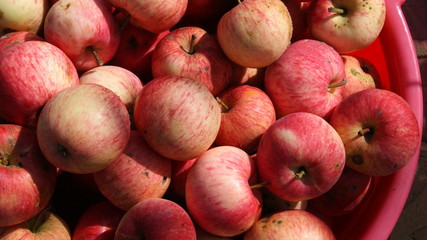 Background of colorful striped apples. Motley apples