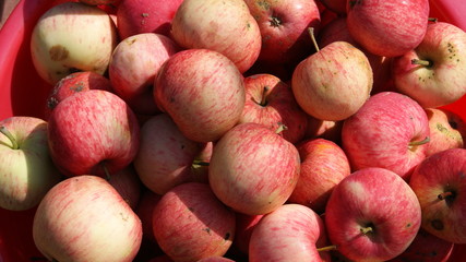 Background of colorful striped apples. Motley apples