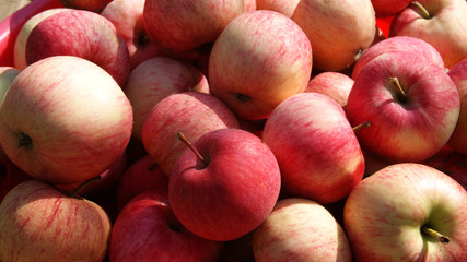 Background of colorful striped apples. Motley apples