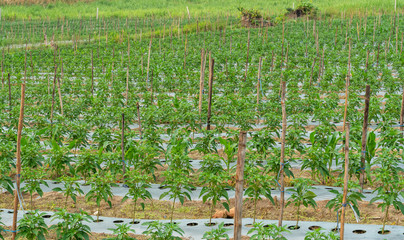 agricultural industry. young pepper plantation. smooth rows in the garden.