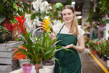 Fototapeta premium Positive woman picking a bromelia flower in the flower shop