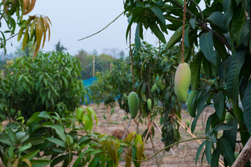 grove with mango fruits.