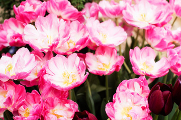 Obraz premium pink tulips in the garden
