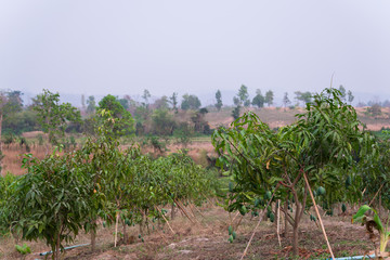 grove with mango fruits.