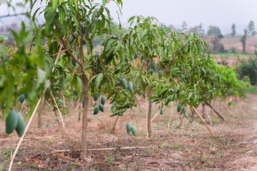 Fototapeta na wymiar grove with mango fruits.