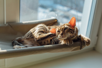 Cute little bengal kitty cat laying and scratching ear with leg on the cat's window bed watching on the room.