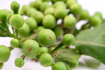 Solanum torvum on a white background.
