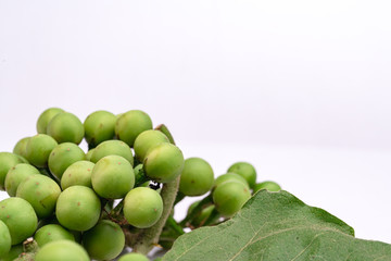 Solanum torvum on a white background.