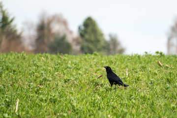 an black raven