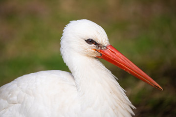 Closeup portrait of a european white stork