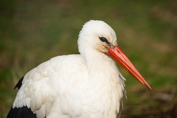 Closeup portrait of a european white stork