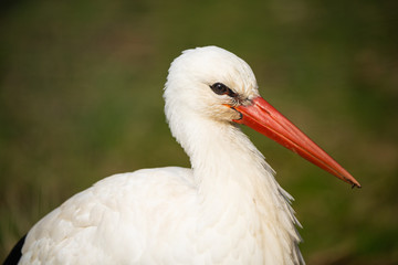 Closeup portrait of a european white stork