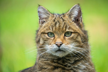 Naklejka na ściany i meble Closeup of a european wildcat
