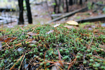 moss in forest