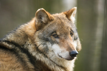 Closeup portrait of a european wolf