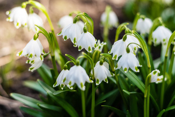 Snowdrops bloom in the spring sunny day.