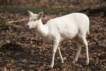 Closeup of a leucistic european fallow deer