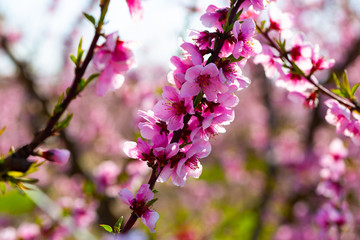 Fototapeta na wymiar Blooming peach trees in early spring